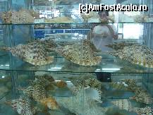 [P05] Niste mici melcisori de cateva kg » foto by ionescunic
 - 
<span class="allrVoted glyphicon glyphicon-heart hidden" id="av43875"></span>
<a class="m-l-10 hidden" id="sv43875" onclick="voting_Foto_DelVot(,43875,14751)" role="button">șterge vot <span class="glyphicon glyphicon-remove"></span></a>
<a id="v943875" class=" c-red"  onclick="voting_Foto_SetVot(43875)" role="button"><span class="glyphicon glyphicon-heart-empty"></span> <b>LIKE</b> = Votează poza</a> <img class="hidden"  id="f43875W9" src="/imagini/loader.gif" border="0" /><span class="AjErrMes hidden" id="e43875ErM"></span>