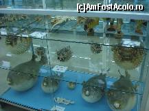 [P07] Pesti ciudati din oceanul pacific » foto by ionescunic
 - 
<span class="allrVoted glyphicon glyphicon-heart hidden" id="av43877"></span>
<a class="m-l-10 hidden" id="sv43877" onclick="voting_Foto_DelVot(,43877,14751)" role="button">șterge vot <span class="glyphicon glyphicon-remove"></span></a>
<a id="v943877" class=" c-red"  onclick="voting_Foto_SetVot(43877)" role="button"><span class="glyphicon glyphicon-heart-empty"></span> <b>LIKE</b> = Votează poza</a> <img class="hidden"  id="f43877W9" src="/imagini/loader.gif" border="0" /><span class="AjErrMes hidden" id="e43877ErM"></span>