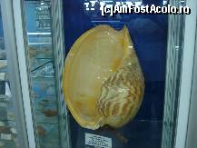 [P08] Un exponat mai rar » foto by ionescunic
 - 
<span class="allrVoted glyphicon glyphicon-heart hidden" id="av43878"></span>
<a class="m-l-10 hidden" id="sv43878" onclick="voting_Foto_DelVot(,43878,14751)" role="button">șterge vot <span class="glyphicon glyphicon-remove"></span></a>
<a id="v943878" class=" c-red"  onclick="voting_Foto_SetVot(43878)" role="button"><span class="glyphicon glyphicon-heart-empty"></span> <b>LIKE</b> = Votează poza</a> <img class="hidden"  id="f43878W9" src="/imagini/loader.gif" border="0" /><span class="AjErrMes hidden" id="e43878ErM"></span>