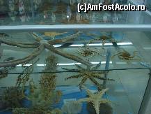 [P09] Stelute de mare diverse forme » foto by ionescunic
 - 
<span class="allrVoted glyphicon glyphicon-heart hidden" id="av43879"></span>
<a class="m-l-10 hidden" id="sv43879" onclick="voting_Foto_DelVot(,43879,14751)" role="button">șterge vot <span class="glyphicon glyphicon-remove"></span></a>
<a id="v943879" class=" c-red"  onclick="voting_Foto_SetVot(43879)" role="button"><span class="glyphicon glyphicon-heart-empty"></span> <b>LIKE</b> = Votează poza</a> <img class="hidden"  id="f43879W9" src="/imagini/loader.gif" border="0" /><span class="AjErrMes hidden" id="e43879ErM"></span>