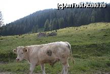 [P44] revenim spre Filzmoos - Unterhofalm, Filzmoos » foto by cristi_an3000
 - 
<span class="allrVoted glyphicon glyphicon-heart hidden" id="av446862"></span>
<a class="m-l-10 hidden" id="sv446862" onclick="voting_Foto_DelVot(,446862,14815)" role="button">șterge vot <span class="glyphicon glyphicon-remove"></span></a>
<a id="v9446862" class=" c-red"  onclick="voting_Foto_SetVot(446862)" role="button"><span class="glyphicon glyphicon-heart-empty"></span> <b>LIKE</b> = Votează poza</a> <img class="hidden"  id="f446862W9" src="/imagini/loader.gif" border="0" /><span class="AjErrMes hidden" id="e446862ErM"></span>