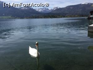 [P39] St. Wolfgang - o lebada pe lac » foto by mishu
 - 
<span class="allrVoted glyphicon glyphicon-heart hidden" id="av1161640"></span>
<a class="m-l-10 hidden" id="sv1161640" onclick="voting_Foto_DelVot(,1161640,14815)" role="button">șterge vot <span class="glyphicon glyphicon-remove"></span></a>
<a id="v91161640" class=" c-red"  onclick="voting_Foto_SetVot(1161640)" role="button"><span class="glyphicon glyphicon-heart-empty"></span> <b>LIKE</b> = Votează poza</a> <img class="hidden"  id="f1161640W9" src="/imagini/loader.gif" border="0" /><span class="AjErrMes hidden" id="e1161640ErM"></span>