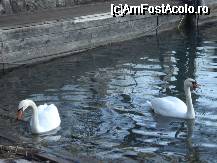 [P19] Doua diafane albe lebede, plutind linistite pe intinderea (aici mai spre mal) rece a lacului St. Wolfgang » foto by ileanaxperta*
 - 
<span class="allrVoted glyphicon glyphicon-heart hidden" id="av45090"></span>
<a class="m-l-10 hidden" id="sv45090" onclick="voting_Foto_DelVot(,45090,14815)" role="button">șterge vot <span class="glyphicon glyphicon-remove"></span></a>
<a id="v945090" class=" c-red"  onclick="voting_Foto_SetVot(45090)" role="button"><span class="glyphicon glyphicon-heart-empty"></span> <b>LIKE</b> = Votează poza</a> <img class="hidden"  id="f45090W9" src="/imagini/loader.gif" border="0" /><span class="AjErrMes hidden" id="e45090ErM"></span>