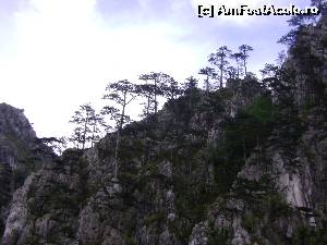 [P12] Pinul negru de Banat, in Cheile Tasnei » foto by Testosu'
 - 
<span class="allrVoted glyphicon glyphicon-heart hidden" id="av519005"></span>
<a class="m-l-10 hidden" id="sv519005" onclick="voting_Foto_DelVot(,519005,14820)" role="button">șterge vot <span class="glyphicon glyphicon-remove"></span></a>
<a id="v9519005" class=" c-red"  onclick="voting_Foto_SetVot(519005)" role="button"><span class="glyphicon glyphicon-heart-empty"></span> <b>LIKE</b> = Votează poza</a> <img class="hidden"  id="f519005W9" src="/imagini/loader.gif" border="0" /><span class="AjErrMes hidden" id="e519005ErM"></span>