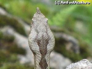 [P26] prim-plan (se observa foarte bine cornul viperei
)  » foto by Testosu'
 - 
<span class="allrVoted glyphicon glyphicon-heart hidden" id="av519021"></span>
<a class="m-l-10 hidden" id="sv519021" onclick="voting_Foto_DelVot(,519021,14820)" role="button">șterge vot <span class="glyphicon glyphicon-remove"></span></a>
<a id="v9519021" class=" c-red"  onclick="voting_Foto_SetVot(519021)" role="button"><span class="glyphicon glyphicon-heart-empty"></span> <b>LIKE</b> = Votează poza</a> <img class="hidden"  id="f519021W9" src="/imagini/loader.gif" border="0" /><span class="AjErrMes hidden" id="e519021ErM"></span>