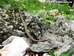 [P03] Shooting! 
Model: vipera cu corn!  :)  » foto by Testosu'
 - 
<span class="allrVoted glyphicon glyphicon-heart hidden" id="av518753"></span>
<a class="m-l-10 hidden" id="sv518753" onclick="voting_Foto_DelVot(,518753,14820)" role="button">șterge vot <span class="glyphicon glyphicon-remove"></span></a>
<a id="v9518753" class=" c-red"  onclick="voting_Foto_SetVot(518753)" role="button"><span class="glyphicon glyphicon-heart-empty"></span> <b>LIKE</b> = Votează poza</a> <img class="hidden"  id="f518753W9" src="/imagini/loader.gif" border="0" /><span class="AjErrMes hidden" id="e518753ErM"></span>