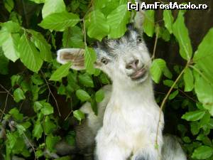 [P07]  :)  » foto by Testosu'
 - 
<span class="allrVoted glyphicon glyphicon-heart hidden" id="av518757"></span>
<a class="m-l-10 hidden" id="sv518757" onclick="voting_Foto_DelVot(,518757,14820)" role="button">șterge vot <span class="glyphicon glyphicon-remove"></span></a>
<a id="v9518757" class=" c-red"  onclick="voting_Foto_SetVot(518757)" role="button"><span class="glyphicon glyphicon-heart-empty"></span> <b>LIKE</b> = Votează poza</a> <img class="hidden"  id="f518757W9" src="/imagini/loader.gif" border="0" /><span class="AjErrMes hidden" id="e518757ErM"></span>