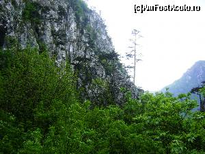 [P01] In Cheile Tasnei, pinul Negru de Banat » foto by Testosu'
 - 
<span class="allrVoted glyphicon glyphicon-heart hidden" id="av617531"></span>
<a class="m-l-10 hidden" id="sv617531" onclick="voting_Foto_DelVot(,617531,14820)" role="button">șterge vot <span class="glyphicon glyphicon-remove"></span></a>
<a id="v9617531" class=" c-red"  onclick="voting_Foto_SetVot(617531)" role="button"><span class="glyphicon glyphicon-heart-empty"></span> <b>LIKE</b> = Votează poza</a> <img class="hidden"  id="f617531W9" src="/imagini/loader.gif" border="0" /><span class="AjErrMes hidden" id="e617531ErM"></span>