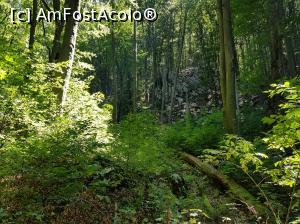 [P07] Prin pădure, către Cascada Cociului; sălbăticia la ea acasă.  » foto by Floryn81
 - 
<span class="allrVoted glyphicon glyphicon-heart hidden" id="av1108584"></span>
<a class="m-l-10 hidden" id="sv1108584" onclick="voting_Foto_DelVot(,1108584,14820)" role="button">șterge vot <span class="glyphicon glyphicon-remove"></span></a>
<a id="v91108584" class=" c-red"  onclick="voting_Foto_SetVot(1108584)" role="button"><span class="glyphicon glyphicon-heart-empty"></span> <b>LIKE</b> = Votează poza</a> <img class="hidden"  id="f1108584W9" src="/imagini/loader.gif" border="0" /><span class="AjErrMes hidden" id="e1108584ErM"></span>