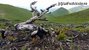 [P13]  -- <small>// FĂRĂ DESCRIERE</small> » foto by noi doi
 - 
<span class="allrVoted glyphicon glyphicon-heart hidden" id="av622257"></span>
<a class="m-l-10 hidden" id="sv622257" onclick="voting_Foto_DelVot(,622257,14820)" role="button">șterge vot <span class="glyphicon glyphicon-remove"></span></a>
<a id="v9622257" class=" c-red"  onclick="voting_Foto_SetVot(622257)" role="button"><span class="glyphicon glyphicon-heart-empty"></span> <b>LIKE</b> = Votează poza</a> <img class="hidden"  id="f622257W9" src="/imagini/loader.gif" border="0" /><span class="AjErrMes hidden" id="e622257ErM"></span>