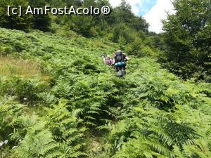 [P19] O &rdquo;pădure&rdquo; de ferigi » foto by Mika
 - 
<span class="allrVoted glyphicon glyphicon-heart hidden" id="av1175271"></span>
<a class="m-l-10 hidden" id="sv1175271" onclick="voting_Foto_DelVot(,1175271,14820)" role="button">șterge vot <span class="glyphicon glyphicon-remove"></span></a>
<a id="v91175271" class=" c-red"  onclick="voting_Foto_SetVot(1175271)" role="button"><span class="glyphicon glyphicon-heart-empty"></span> <b>LIKE</b> = Votează poza</a> <img class="hidden"  id="f1175271W9" src="/imagini/loader.gif" border="0" /><span class="AjErrMes hidden" id="e1175271ErM"></span>