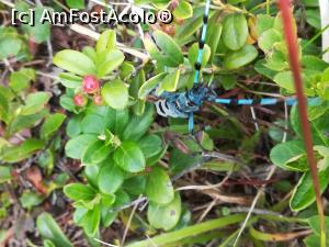 [P30] O insectă foarte frumoasă - croitoraș » foto by Mika
 - 
<span class="allrVoted glyphicon glyphicon-heart hidden" id="av1175282"></span>
<a class="m-l-10 hidden" id="sv1175282" onclick="voting_Foto_DelVot(,1175282,14820)" role="button">șterge vot <span class="glyphicon glyphicon-remove"></span></a>
<a id="v91175282" class=" c-red"  onclick="voting_Foto_SetVot(1175282)" role="button"><span class="glyphicon glyphicon-heart-empty"></span> <b>LIKE</b> = Votează poza</a> <img class="hidden"  id="f1175282W9" src="/imagini/loader.gif" border="0" /><span class="AjErrMes hidden" id="e1175282ErM"></span>