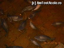 [P17] pestii din Biserica Cisterna » foto by carmen carmen
 - 
<span class="allrVoted glyphicon glyphicon-heart hidden" id="av313698"></span>
<a class="m-l-10 hidden" id="sv313698" onclick="voting_Foto_DelVot(,313698,14995)" role="button">șterge vot <span class="glyphicon glyphicon-remove"></span></a>
<a id="v9313698" class=" c-red"  onclick="voting_Foto_SetVot(313698)" role="button"><span class="glyphicon glyphicon-heart-empty"></span> <b>LIKE</b> = Votează poza</a> <img class="hidden"  id="f313698W9" src="/imagini/loader.gif" border="0" /><span class="AjErrMes hidden" id="e313698ErM"></span>