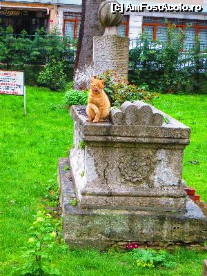 [P06] Pisicile Istanbulului.  » foto by tata123 🔱
 - 
<span class="allrVoted glyphicon glyphicon-heart hidden" id="av501050"></span>
<a class="m-l-10 hidden" id="sv501050" onclick="voting_Foto_DelVot(,501050,14995)" role="button">șterge vot <span class="glyphicon glyphicon-remove"></span></a>
<a id="v9501050" class=" c-red"  onclick="voting_Foto_SetVot(501050)" role="button"><span class="glyphicon glyphicon-heart-empty"></span> <b>LIKE</b> = Votează poza</a> <img class="hidden"  id="f501050W9" src="/imagini/loader.gif" border="0" /><span class="AjErrMes hidden" id="e501050ErM"></span>