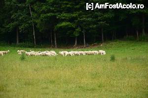 [P08] Tourist Farm Hudičevec, doar suntem la o fermă, nu » foto by unq
 - 
<span class="allrVoted glyphicon glyphicon-heart hidden" id="av457355"></span>
<a class="m-l-10 hidden" id="sv457355" onclick="voting_Foto_DelVot(,457355,15110)" role="button">șterge vot <span class="glyphicon glyphicon-remove"></span></a>
<a id="v9457355" class=" c-red"  onclick="voting_Foto_SetVot(457355)" role="button"><span class="glyphicon glyphicon-heart-empty"></span> <b>LIKE</b> = Votează poza</a> <img class="hidden"  id="f457355W9" src="/imagini/loader.gif" border="0" /><span class="AjErrMes hidden" id="e457355ErM"></span>