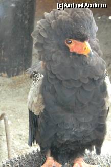 [P25]  -- <small>// FĂRĂ DESCRIERE</small> » foto by icata24
 - 
<span class="allrVoted glyphicon glyphicon-heart hidden" id="av459032"></span>
<a class="m-l-10 hidden" id="sv459032" onclick="voting_Foto_DelVot(,459032,15184)" role="button">șterge vot <span class="glyphicon glyphicon-remove"></span></a>
<a id="v9459032" class=" c-red"  onclick="voting_Foto_SetVot(459032)" role="button"><span class="glyphicon glyphicon-heart-empty"></span> <b>LIKE</b> = Votează poza</a> <img class="hidden"  id="f459032W9" src="/imagini/loader.gif" border="0" /><span class="AjErrMes hidden" id="e459032ErM"></span>