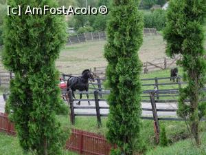 [P16] Cal de concurs - Ferma Jack.  » foto by tata123 🔱
 - 
<span class="allrVoted glyphicon glyphicon-heart hidden" id="av965902"></span>
<a class="m-l-10 hidden" id="sv965902" onclick="voting_Foto_DelVot(,965902,15290)" role="button">șterge vot <span class="glyphicon glyphicon-remove"></span></a>
<a id="v9965902" class=" c-red"  onclick="voting_Foto_SetVot(965902)" role="button"><span class="glyphicon glyphicon-heart-empty"></span> <b>LIKE</b> = Votează poza</a> <img class="hidden"  id="f965902W9" src="/imagini/loader.gif" border="0" /><span class="AjErrMes hidden" id="e965902ErM"></span>
