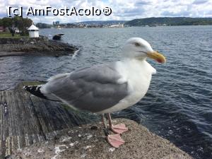 [P22] Și el aștepta vaporașul împreună cu noi.  » foto by Aurici
 - 
<span class="allrVoted glyphicon glyphicon-heart hidden" id="av794727"></span>
<a class="m-l-10 hidden" id="sv794727" onclick="voting_Foto_DelVot(,794727,15474)" role="button">șterge vot <span class="glyphicon glyphicon-remove"></span></a>
<a id="v9794727" class=" c-red"  onclick="voting_Foto_SetVot(794727)" role="button"><span class="glyphicon glyphicon-heart-empty"></span> <b>LIKE</b> = Votează poza</a> <img class="hidden"  id="f794727W9" src="/imagini/loader.gif" border="0" /><span class="AjErrMes hidden" id="e794727ErM"></span>