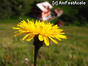 [P10]  -- <small>// FĂRĂ DESCRIERE</small> » foto by no_oxigen
 - 
<span class="allrVoted glyphicon glyphicon-heart hidden" id="av470413"></span>
<a class="m-l-10 hidden" id="sv470413" onclick="voting_Foto_DelVot(,470413,15484)" role="button">șterge vot <span class="glyphicon glyphicon-remove"></span></a>
<a id="v9470413" class=" c-red"  onclick="voting_Foto_SetVot(470413)" role="button"><span class="glyphicon glyphicon-heart-empty"></span> <b>LIKE</b> = Votează poza</a> <img class="hidden"  id="f470413W9" src="/imagini/loader.gif" border="0" /><span class="AjErrMes hidden" id="e470413ErM"></span>
