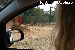 [P11] Zoosafari leii mai plictisiti » foto by cristy1200
 - 
<span class="allrVoted glyphicon glyphicon-heart hidden" id="av479634"></span>
<a class="m-l-10 hidden" id="sv479634" onclick="voting_Foto_DelVot(,479634,15648)" role="button">șterge vot <span class="glyphicon glyphicon-remove"></span></a>
<a id="v9479634" class=" c-red"  onclick="voting_Foto_SetVot(479634)" role="button"><span class="glyphicon glyphicon-heart-empty"></span> <b>LIKE</b> = Votează poza</a> <img class="hidden"  id="f479634W9" src="/imagini/loader.gif" border="0" /><span class="AjErrMes hidden" id="e479634ErM"></span>