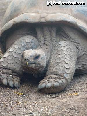 [P30]  -- <small>// FĂRĂ DESCRIERE</small> » foto by danadineata
 - 
<span class="allrVoted glyphicon glyphicon-heart hidden" id="av486012"></span>
<a class="m-l-10 hidden" id="sv486012" onclick="voting_Foto_DelVot(,486012,15822)" role="button">șterge vot <span class="glyphicon glyphicon-remove"></span></a>
<a id="v9486012" class=" c-red"  onclick="voting_Foto_SetVot(486012)" role="button"><span class="glyphicon glyphicon-heart-empty"></span> <b>LIKE</b> = Votează poza</a> <img class="hidden"  id="f486012W9" src="/imagini/loader.gif" border="0" /><span class="AjErrMes hidden" id="e486012ErM"></span>