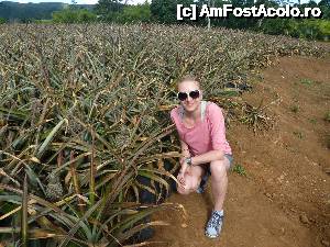 [P32] Plantatia de ananas » foto by danadineata
 - 
<span class="allrVoted glyphicon glyphicon-heart hidden" id="av486015"></span>
<a class="m-l-10 hidden" id="sv486015" onclick="voting_Foto_DelVot(,486015,15822)" role="button">șterge vot <span class="glyphicon glyphicon-remove"></span></a>
<a id="v9486015" class=" c-red"  onclick="voting_Foto_SetVot(486015)" role="button"><span class="glyphicon glyphicon-heart-empty"></span> <b>LIKE</b> = Votează poza</a> <img class="hidden"  id="f486015W9" src="/imagini/loader.gif" border="0" /><span class="AjErrMes hidden" id="e486015ErM"></span>