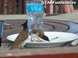 [P36]  -- <small>// FĂRĂ DESCRIERE</small> » foto by danadineata
 - 
<span class="allrVoted glyphicon glyphicon-heart hidden" id="av486021"></span>
<a class="m-l-10 hidden" id="sv486021" onclick="voting_Foto_DelVot(,486021,15822)" role="button">șterge vot <span class="glyphicon glyphicon-remove"></span></a>
<a id="v9486021" class=" c-red"  onclick="voting_Foto_SetVot(486021)" role="button"><span class="glyphicon glyphicon-heart-empty"></span> <b>LIKE</b> = Votează poza</a> <img class="hidden"  id="f486021W9" src="/imagini/loader.gif" border="0" /><span class="AjErrMes hidden" id="e486021ErM"></span>