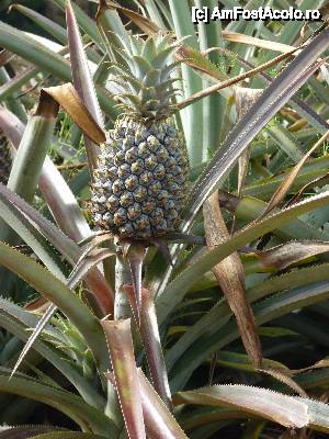 [P38] Ananasul: P » foto by danadineata
 - 
<span class="allrVoted glyphicon glyphicon-heart hidden" id="av486301"></span>
<a class="m-l-10 hidden" id="sv486301" onclick="voting_Foto_DelVot(,486301,15822)" role="button">șterge vot <span class="glyphicon glyphicon-remove"></span></a>
<a id="v9486301" class=" c-red"  onclick="voting_Foto_SetVot(486301)" role="button"><span class="glyphicon glyphicon-heart-empty"></span> <b>LIKE</b> = Votează poza</a> <img class="hidden"  id="f486301W9" src="/imagini/loader.gif" border="0" /><span class="AjErrMes hidden" id="e486301ErM"></span>