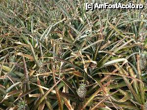 [P39] Mai multi: D » foto by danadineata
 - 
<span class="allrVoted glyphicon glyphicon-heart hidden" id="av486302"></span>
<a class="m-l-10 hidden" id="sv486302" onclick="voting_Foto_DelVot(,486302,15822)" role="button">șterge vot <span class="glyphicon glyphicon-remove"></span></a>
<a id="v9486302" class=" c-red"  onclick="voting_Foto_SetVot(486302)" role="button"><span class="glyphicon glyphicon-heart-empty"></span> <b>LIKE</b> = Votează poza</a> <img class="hidden"  id="f486302W9" src="/imagini/loader.gif" border="0" /><span class="AjErrMes hidden" id="e486302ErM"></span>