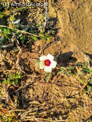[P15] Floare abundentă în jurul lacului.  » foto by Radix7
 - 
<span class="allrVoted glyphicon glyphicon-heart hidden" id="av1117855"></span>
<a class="m-l-10 hidden" id="sv1117855" onclick="voting_Foto_DelVot(,1117855,15833)" role="button">șterge vot <span class="glyphicon glyphicon-remove"></span></a>
<a id="v91117855" class=" c-red"  onclick="voting_Foto_SetVot(1117855)" role="button"><span class="glyphicon glyphicon-heart-empty"></span> <b>LIKE</b> = Votează poza</a> <img class="hidden"  id="f1117855W9" src="/imagini/loader.gif" border="0" /><span class="AjErrMes hidden" id="e1117855ErM"></span>