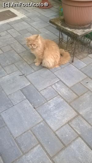 [P10] Garfield, preferatul nostru portocaliu și pufos » foto by RoxanaGRS
 - 
<span class="allrVoted glyphicon glyphicon-heart hidden" id="av1240037"></span>
<a class="m-l-10 hidden" id="sv1240037" onclick="voting_Foto_DelVot(,1240037,16103)" role="button">șterge vot <span class="glyphicon glyphicon-remove"></span></a>
<a id="v91240037" class=" c-red"  onclick="voting_Foto_SetVot(1240037)" role="button"><span class="glyphicon glyphicon-heart-empty"></span> <b>LIKE</b> = Votează poza</a> <img class="hidden"  id="f1240037W9" src="/imagini/loader.gif" border="0" /><span class="AjErrMes hidden" id="e1240037ErM"></span>