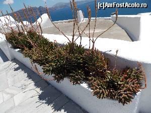 [P07] Detaliu cu plante din Oia » foto by Cleopatraa
 - 
<span class="allrVoted glyphicon glyphicon-heart hidden" id="av590013"></span>
<a class="m-l-10 hidden" id="sv590013" onclick="voting_Foto_DelVot(,590013,16213)" role="button">șterge vot <span class="glyphicon glyphicon-remove"></span></a>
<a id="v9590013" class=" c-red"  onclick="voting_Foto_SetVot(590013)" role="button"><span class="glyphicon glyphicon-heart-empty"></span> <b>LIKE</b> = Votează poza</a> <img class="hidden"  id="f590013W9" src="/imagini/loader.gif" border="0" /><span class="AjErrMes hidden" id="e590013ErM"></span>