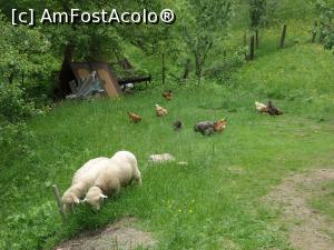 [P14] Viața la țară... » foto by Safta Radu
 - 
<span class="allrVoted glyphicon glyphicon-heart hidden" id="av1167856"></span>
<a class="m-l-10 hidden" id="sv1167856" onclick="voting_Foto_DelVot(,1167856,16292)" role="button">șterge vot <span class="glyphicon glyphicon-remove"></span></a>
<a id="v91167856" class=" c-red"  onclick="voting_Foto_SetVot(1167856)" role="button"><span class="glyphicon glyphicon-heart-empty"></span> <b>LIKE</b> = Votează poza</a> <img class="hidden"  id="f1167856W9" src="/imagini/loader.gif" border="0" /><span class="AjErrMes hidden" id="e1167856ErM"></span>