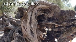 [P39] Vechiul măslin din Zakynthos » foto by vlado2
 - 
<span class="allrVoted glyphicon glyphicon-heart hidden" id="av1521805"></span>
<a class="m-l-10 hidden" id="sv1521805" onclick="voting_Foto_DelVot(,1521805,16617)" role="button">șterge vot <span class="glyphicon glyphicon-remove"></span></a>
<a id="v91521805" class=" c-red"  onclick="voting_Foto_SetVot(1521805)" role="button"><span class="glyphicon glyphicon-heart-empty"></span> <b>LIKE</b> = Votează poza</a> <img class="hidden"  id="f1521805W9" src="/imagini/loader.gif" border="0" /><span class="AjErrMes hidden" id="e1521805ErM"></span>