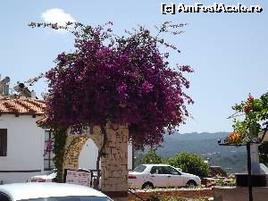 [P50] Floarea de bougainvillea prezenta peste tot in oras » foto by irinad
 - 
<span class="allrVoted glyphicon glyphicon-heart hidden" id="av521071"></span>
<a class="m-l-10 hidden" id="sv521071" onclick="voting_Foto_DelVot(,521071,16660)" role="button">șterge vot <span class="glyphicon glyphicon-remove"></span></a>
<a id="v9521071" class=" c-red"  onclick="voting_Foto_SetVot(521071)" role="button"><span class="glyphicon glyphicon-heart-empty"></span> <b>LIKE</b> = Votează poza</a> <img class="hidden"  id="f521071W9" src="/imagini/loader.gif" border="0" /><span class="AjErrMes hidden" id="e521071ErM"></span>