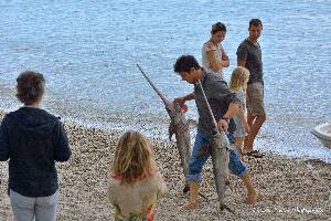 P09 [JUN-2014] Puteti sa mancati peste foarte proaspat in Agios Nikitas. Va recomand taverna ,,To STEKI' a unor vlahi vorbitori de aromana.