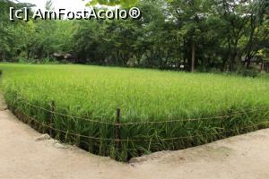 [P34] Korean Folk Village, Lan de orez, minune verde crud » foto by mprofeanu
 - 
<span class="allrVoted glyphicon glyphicon-heart hidden" id="av791226"></span>
<a class="m-l-10 hidden" id="sv791226" onclick="voting_Foto_DelVot(,791226,16707)" role="button">șterge vot <span class="glyphicon glyphicon-remove"></span></a>
<a id="v9791226" class=" c-red"  onclick="voting_Foto_SetVot(791226)" role="button"><span class="glyphicon glyphicon-heart-empty"></span> <b>LIKE</b> = Votează poza</a> <img class="hidden"  id="f791226W9" src="/imagini/loader.gif" border="0" /><span class="AjErrMes hidden" id="e791226ErM"></span>