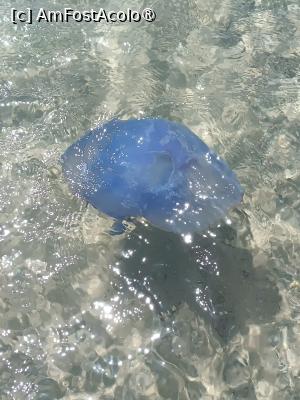 [P02] Meduzele mari » foto by Florenta90
 - 
<span class="allrVoted glyphicon glyphicon-heart hidden" id="av1518144"></span>
<a class="m-l-10 hidden" id="sv1518144" onclick="voting_Foto_DelVot(,1518144,16748)" role="button">șterge vot <span class="glyphicon glyphicon-remove"></span></a>
<a id="v91518144" class=" c-red"  onclick="voting_Foto_SetVot(1518144)" role="button"><span class="glyphicon glyphicon-heart-empty"></span> <b>LIKE</b> = Votează poza</a> <img class="hidden"  id="f1518144W9" src="/imagini/loader.gif" border="0" /><span class="AjErrMes hidden" id="e1518144ErM"></span>