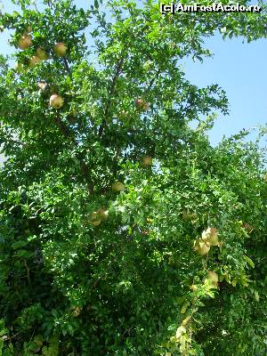 [P15] rodiile din resort » foto by soacramea13
 - 
<span class="allrVoted glyphicon glyphicon-heart hidden" id="av558858"></span>
<a class="m-l-10 hidden" id="sv558858" onclick="voting_Foto_DelVot(,558858,16766)" role="button">șterge vot <span class="glyphicon glyphicon-remove"></span></a>
<a id="v9558858" class=" c-red"  onclick="voting_Foto_SetVot(558858)" role="button"><span class="glyphicon glyphicon-heart-empty"></span> <b>LIKE</b> = Votează poza</a> <img class="hidden"  id="f558858W9" src="/imagini/loader.gif" border="0" /><span class="AjErrMes hidden" id="e558858ErM"></span>