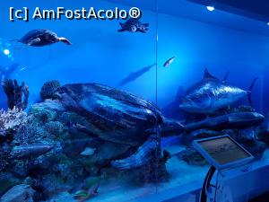 [P28] ”Biodiversitatea Terrei” - diverse exponate din oceanele lumii.  » foto by Floryn81
 - 
<span class="allrVoted glyphicon glyphicon-heart hidden" id="av1030995"></span>
<a class="m-l-10 hidden" id="sv1030995" onclick="voting_Foto_DelVot(,1030995,16852)" role="button">șterge vot <span class="glyphicon glyphicon-remove"></span></a>
<a id="v91030995" class=" c-red"  onclick="voting_Foto_SetVot(1030995)" role="button"><span class="glyphicon glyphicon-heart-empty"></span> <b>LIKE</b> = Votează poza</a> <img class="hidden"  id="f1030995W9" src="/imagini/loader.gif" border="0" /><span class="AjErrMes hidden" id="e1030995ErM"></span>