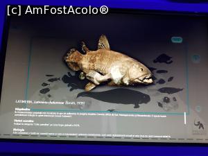 [P30] Informații despre Latimeria.  » foto by Floryn81
 - 
<span class="allrVoted glyphicon glyphicon-heart hidden" id="av1030997"></span>
<a class="m-l-10 hidden" id="sv1030997" onclick="voting_Foto_DelVot(,1030997,16852)" role="button">șterge vot <span class="glyphicon glyphicon-remove"></span></a>
<a id="v91030997" class=" c-red"  onclick="voting_Foto_SetVot(1030997)" role="button"><span class="glyphicon glyphicon-heart-empty"></span> <b>LIKE</b> = Votează poza</a> <img class="hidden"  id="f1030997W9" src="/imagini/loader.gif" border="0" /><span class="AjErrMes hidden" id="e1030997ErM"></span>