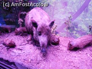 [P32] București - Muzeul Național de Istorie Naturală "Grigore Antipa". » foto by iulianic
 - 
<span class="allrVoted glyphicon glyphicon-heart hidden" id="av1374432"></span>
<a class="m-l-10 hidden" id="sv1374432" onclick="voting_Foto_DelVot(,1374432,16852)" role="button">șterge vot <span class="glyphicon glyphicon-remove"></span></a>
<a id="v91374432" class=" c-red"  onclick="voting_Foto_SetVot(1374432)" role="button"><span class="glyphicon glyphicon-heart-empty"></span> <b>LIKE</b> = Votează poza</a> <img class="hidden"  id="f1374432W9" src="/imagini/loader.gif" border="0" /><span class="AjErrMes hidden" id="e1374432ErM"></span>