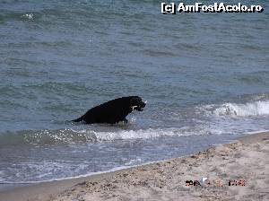 [P07] La plaja nesfarsita chiar este loc si pentru animalute. Aici, Afrodita canina iese din spuma marii.  » foto by Albinoium
 - 
<span class="allrVoted glyphicon glyphicon-heart hidden" id="av632851"></span>
<a class="m-l-10 hidden" id="sv632851" onclick="voting_Foto_DelVot(,632851,16853)" role="button">șterge vot <span class="glyphicon glyphicon-remove"></span></a>
<a id="v9632851" class=" c-red"  onclick="voting_Foto_SetVot(632851)" role="button"><span class="glyphicon glyphicon-heart-empty"></span> <b>LIKE</b> = Votează poza</a> <img class="hidden"  id="f632851W9" src="/imagini/loader.gif" border="0" /><span class="AjErrMes hidden" id="e632851ErM"></span>