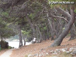 [P35] Poteca de coasta amenajata dintre Mali Losinj si Veli Losinj » foto by wolf2001*
 - 
<span class="allrVoted glyphicon glyphicon-heart hidden" id="av546189"></span>
<a class="m-l-10 hidden" id="sv546189" onclick="voting_Foto_DelVot(,546189,17238)" role="button">șterge vot <span class="glyphicon glyphicon-remove"></span></a>
<a id="v9546189" class=" c-red"  onclick="voting_Foto_SetVot(546189)" role="button"><span class="glyphicon glyphicon-heart-empty"></span> <b>LIKE</b> = Votează poza</a> <img class="hidden"  id="f546189W9" src="/imagini/loader.gif" border="0" /><span class="AjErrMes hidden" id="e546189ErM"></span>