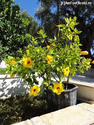 [P06] Hibiscus in fata hotelului » foto by Corina03
 - 
<span class="allrVoted glyphicon glyphicon-heart hidden" id="av553346"></span>
<a class="m-l-10 hidden" id="sv553346" onclick="voting_Foto_DelVot(,553346,17416)" role="button">șterge vot <span class="glyphicon glyphicon-remove"></span></a>
<a id="v9553346" class=" c-red"  onclick="voting_Foto_SetVot(553346)" role="button"><span class="glyphicon glyphicon-heart-empty"></span> <b>LIKE</b> = Votează poza</a> <img class="hidden"  id="f553346W9" src="/imagini/loader.gif" border="0" /><span class="AjErrMes hidden" id="e553346ErM"></span>