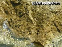 [P64] Arici de mare » foto by iulibv
 - 
<span class="allrVoted glyphicon glyphicon-heart hidden" id="av114307"></span>
<a class="m-l-10 hidden" id="sv114307" onclick="voting_Foto_DelVot(,114307,17499)" role="button">șterge vot <span class="glyphicon glyphicon-remove"></span></a>
<a id="v9114307" class=" c-red"  onclick="voting_Foto_SetVot(114307)" role="button"><span class="glyphicon glyphicon-heart-empty"></span> <b>LIKE</b> = Votează poza</a> <img class="hidden"  id="f114307W9" src="/imagini/loader.gif" border="0" /><span class="AjErrMes hidden" id="e114307ErM"></span>