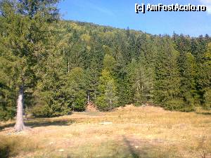[P01] Pădure din Greşu » foto by Yersinia Pestis
 - 
<span class="allrVoted glyphicon glyphicon-heart hidden" id="av375778"></span>
<a class="m-l-10 hidden" id="sv375778" onclick="voting_Foto_DelVot(,375778,17524)" role="button">șterge vot <span class="glyphicon glyphicon-remove"></span></a>
<a id="v9375778" class=" c-red"  onclick="voting_Foto_SetVot(375778)" role="button"><span class="glyphicon glyphicon-heart-empty"></span> <b>LIKE</b> = Votează poza</a> <img class="hidden"  id="f375778W9" src="/imagini/loader.gif" border="0" /><span class="AjErrMes hidden" id="e375778ErM"></span>