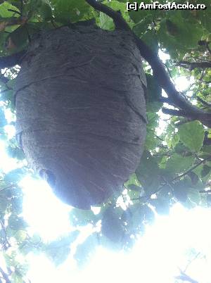 [P14] Cazare pentru viespi » foto by Yersinia Pestis
 - 
<span class="allrVoted glyphicon glyphicon-heart hidden" id="av660647"></span>
<a class="m-l-10 hidden" id="sv660647" onclick="voting_Foto_DelVot(,660647,17524)" role="button">șterge vot <span class="glyphicon glyphicon-remove"></span></a>
<a id="v9660647" class=" c-red"  onclick="voting_Foto_SetVot(660647)" role="button"><span class="glyphicon glyphicon-heart-empty"></span> <b>LIKE</b> = Votează poza</a> <img class="hidden"  id="f660647W9" src="/imagini/loader.gif" border="0" /><span class="AjErrMes hidden" id="e660647ErM"></span>