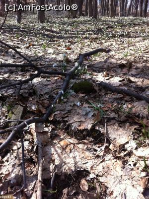 [P33] Ghiocei de pădure pe Măgura Odobești » foto by Yersinia Pestis <span class="label label-default labelC_thin small">NEVOTABILĂ</span>