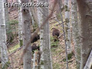 [P57] Vedeți, nu vă mint! Urși » foto by Yersinia Pestis <span class="label label-default labelC_thin small">NEVOTABILĂ</span>